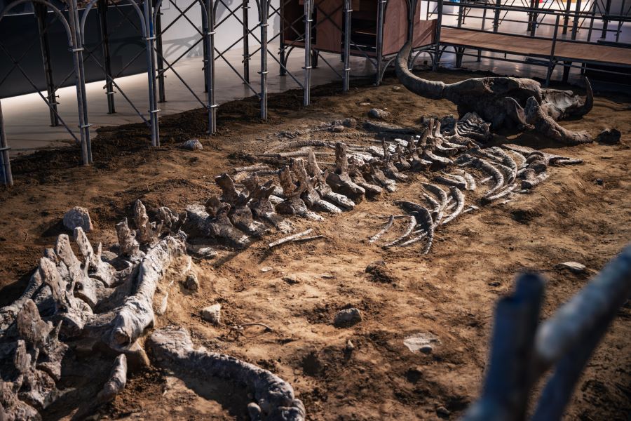 新聞稿｜第三屆 2024 PALAFANG 花蓮跳浪藝節 11/10&nbsp;舉行開幕典禮